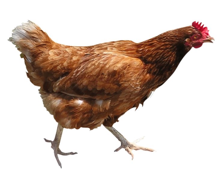 Live Chicken brwon